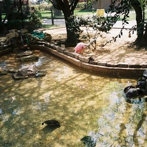 South American Walk-through Aviary