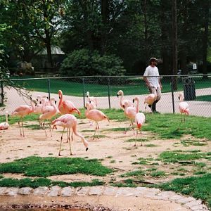 Chilean Flamingos