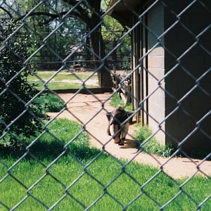 Old Anteater Exhibit