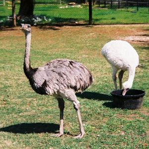 Rheas in off-exhibit area