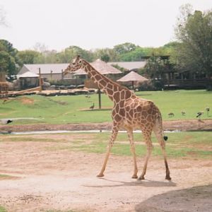 Giraffe Peninsula