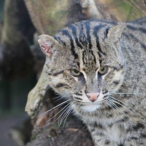 fishing cat