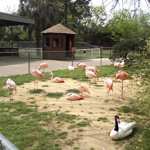 Chilean Flamingos