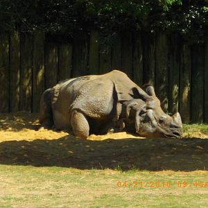 Indian Rhinoceros