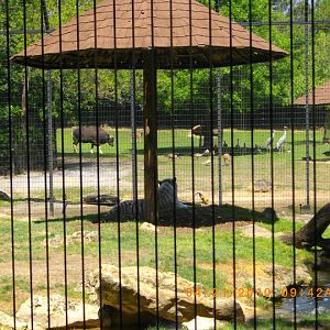 Asian Hoofstock/Tiger Viewing