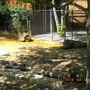 Warthog Exhibit