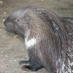 Indian crested porcupine