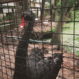 Black Swan on Swan Lake