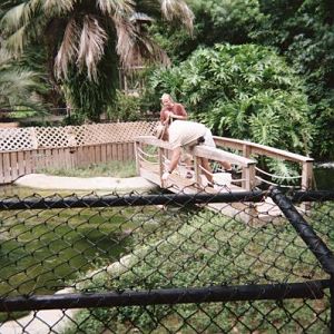 Alligator Feeding/Talk