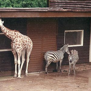 Giraffe and Zebra exhibit 4th June 1994