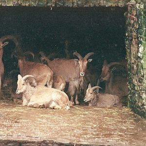 Barbary Sheep 4th June 1994