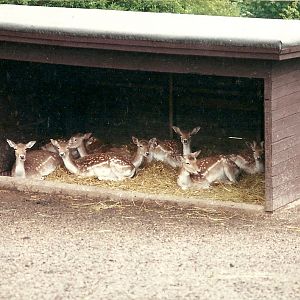 Fallow Deer 4th June 1994