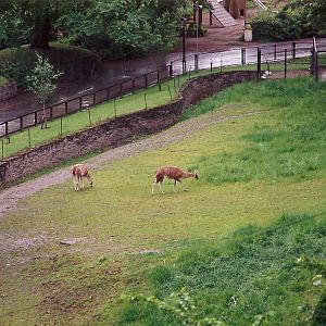 Guanacos in the old Bear Ravine 4th June 1994