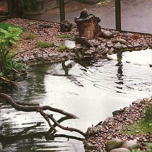 Otter exhibit 4th June 1994