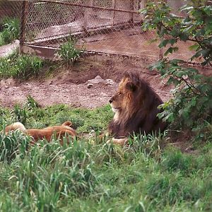 Lions 4th June 1994