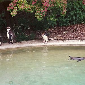 Penguins 4th June 1994