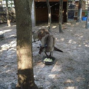 Grey Kangaroos and Muntjacs