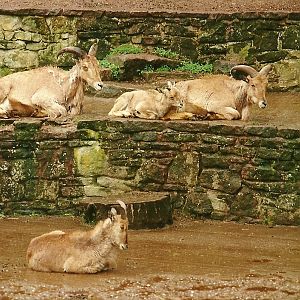 Barbary Sheep 4th June 1994