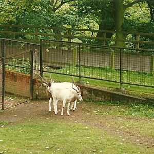 Addax 4th June 1994
