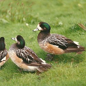 Chiloe Wigeon 4th June 1994