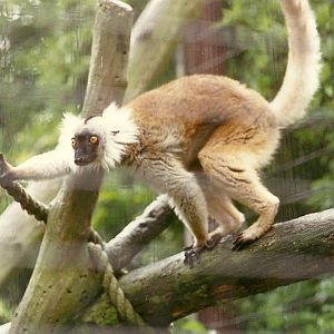 Female Black Lemur 4th June 1994