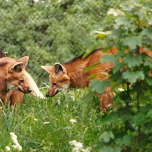 Maned Wolves 4th June 1994
