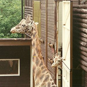 Giraffes 4th June 1994