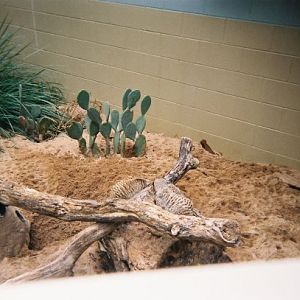 Meerkat Exhibit