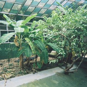 Old Reptile House Alligator Sunroom