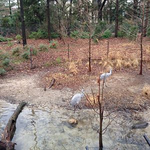 Queens Zoo- Sandhill Crane