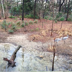 Queens Zoo- Sandhill Crane