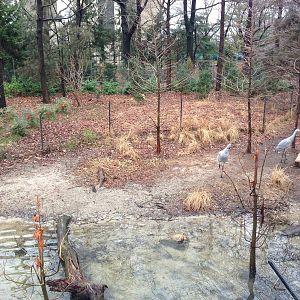 Queens Zoo- Sandhill Crane