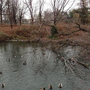 Queens Zoo- Duck Pond
