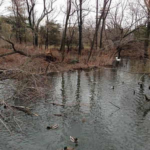 Queens Zoo- Duck Pond