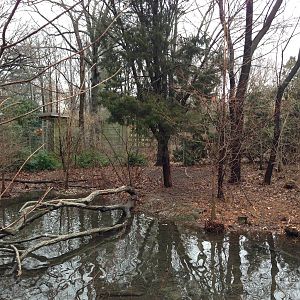 Queens Zoo- Bald Eagle