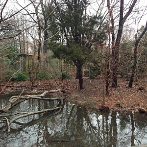 Queens Zoo- Bald Eagle