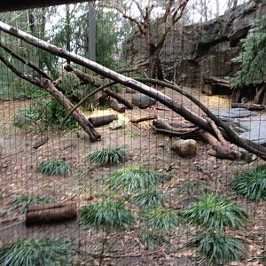 Queens Zoo- Canadian Lynx