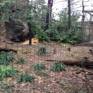 Queens Zoo- Canadian Lynx