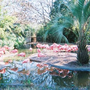 Flamingos Outside of Birdhouse