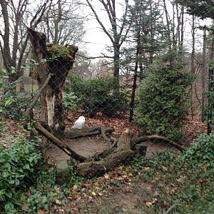 Queens Zoo- Snowy Owl