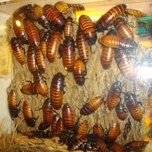 Hissing Cockroaches