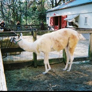 Llama in Petting Zoo