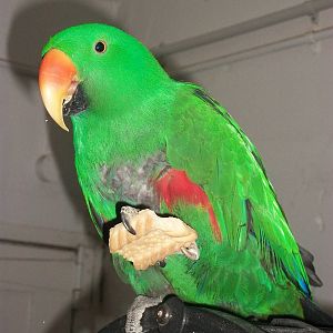 Sewerby Zoo, ideal diet for an Eclectus Parrot? 13th January 2013