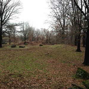 Queens Zoo- Roosevelt Elk