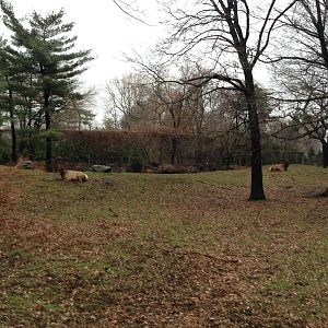 Queens Zoo- Roosevelt Elk