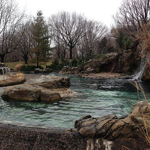 Queens Zoo- Sea Lion