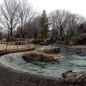 Queens Zoo- Sea Lion