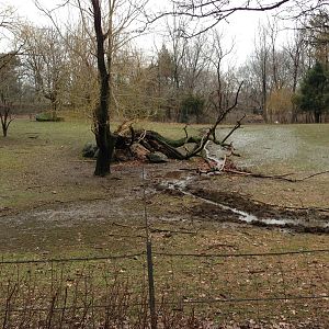 Queens Zoo- Buffalo/ Pronghorn Exhibit