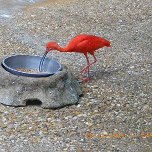 Scarlet Ibis