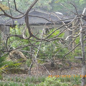 Toucan/Tamarin Aviary